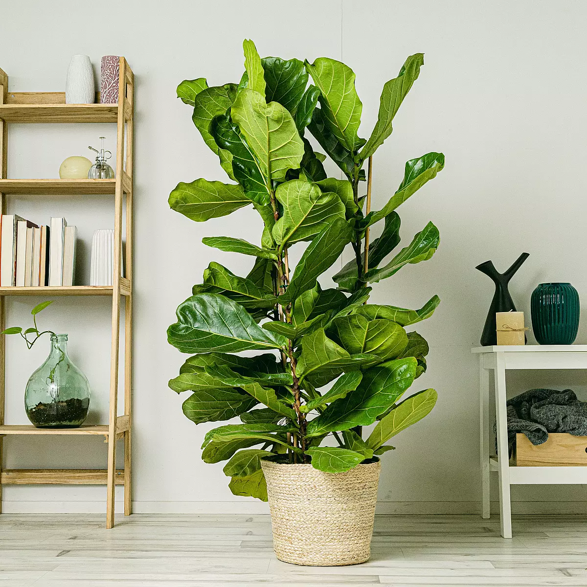 Fiddle Leaf Fig XL