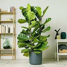 Fiddle Leaf Fig XL