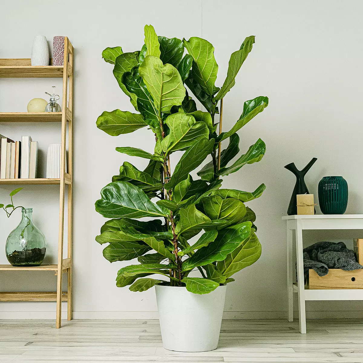 Fiddle Leaf Fig XL