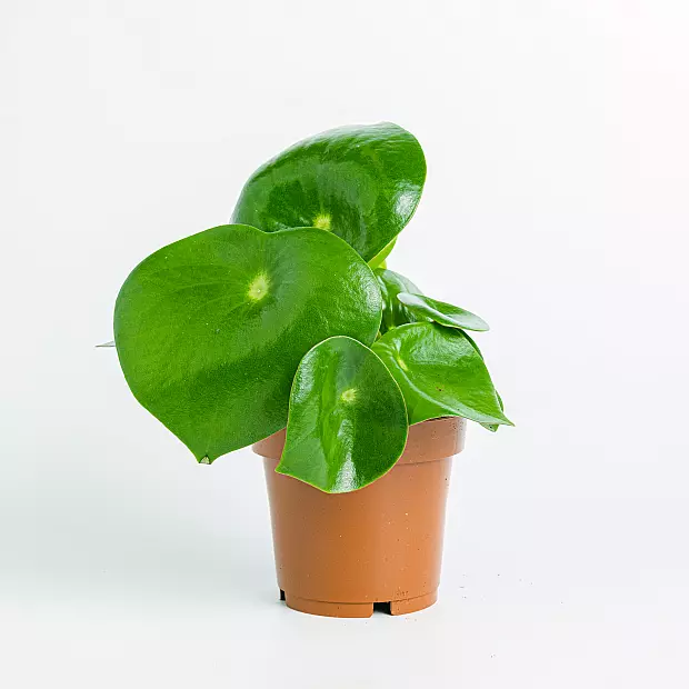 Peperomia Raindrop