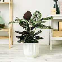 Calathea Sanderiana XL related pic