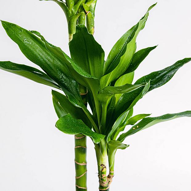 Dracaena Fragrans