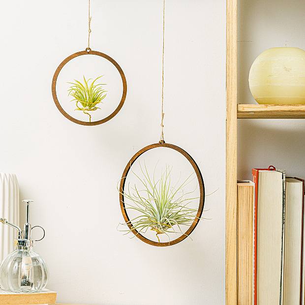 Duo hanging air plant