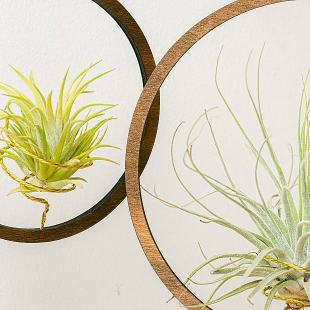 Duo hanging air plant