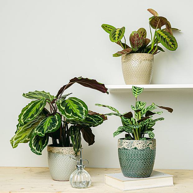 Plant Trio: Pet Friendly Plants