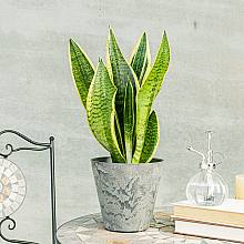 Snake Plant related pic