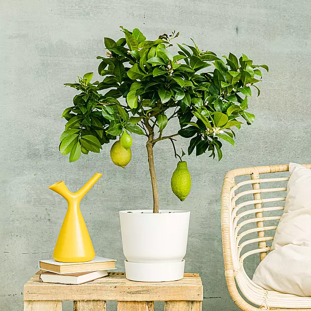 Lemon tree