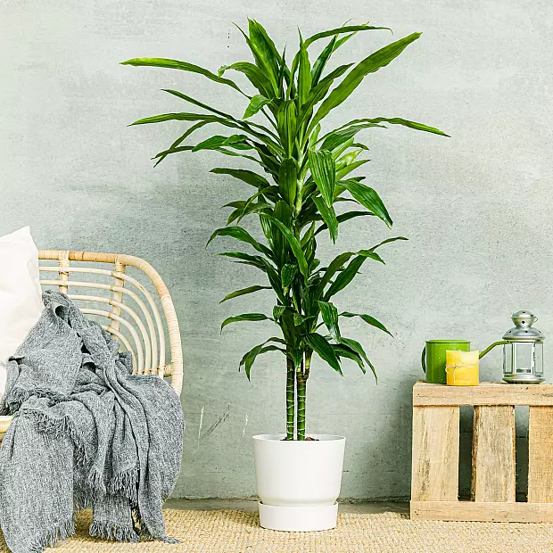 Dracaena Fragrans