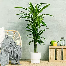 Dracaena Fragrans related pic