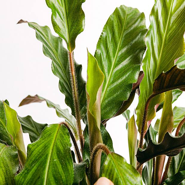 Calathea rufibarba