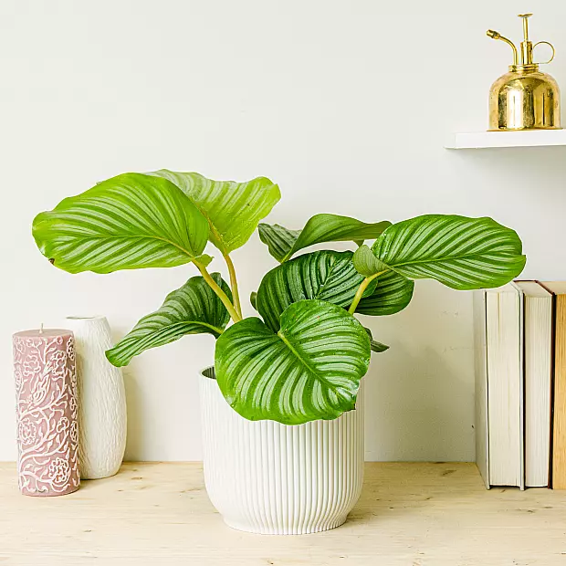 Calathea Orbifolia