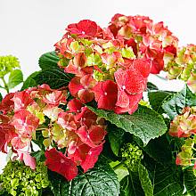 Pink Hydrangea