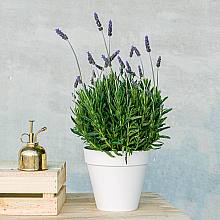 Lavanda