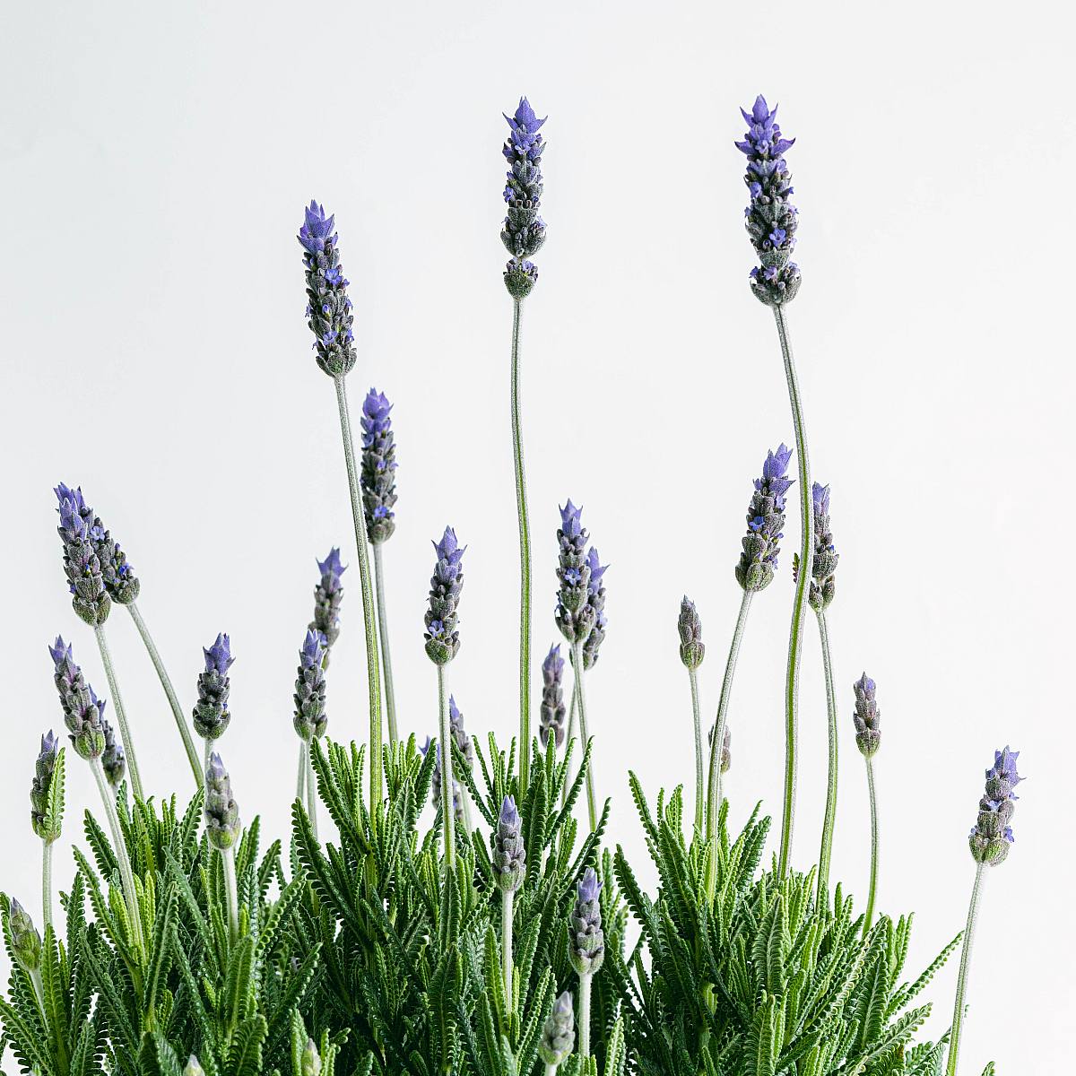 Lavanda