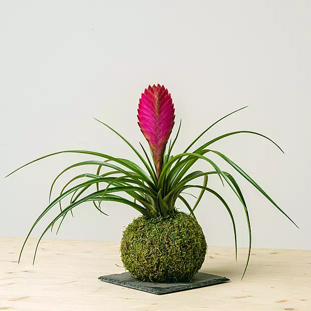 Tillandsia Kokedama