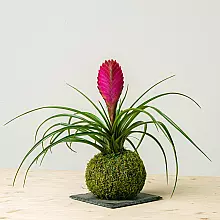 Tillandsia Kokedama related pic