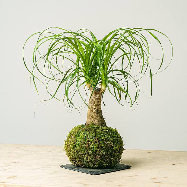 Beaucarnea Kokedama