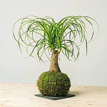 Beaucarnea Kokedama related pic