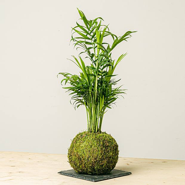 Chamadorea Kokedama