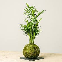 Kokedama Bergpalme related pic