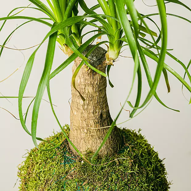 Beaucarnea Kokedama