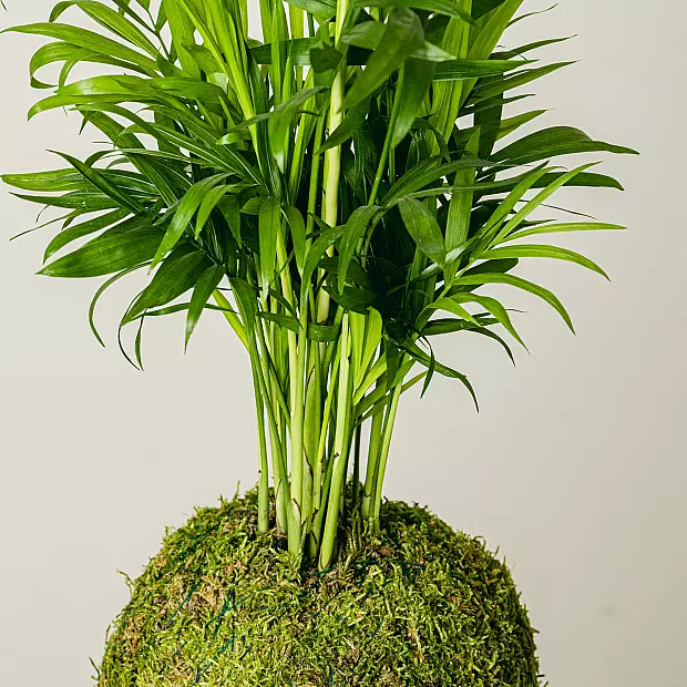 Chamadorea Kokedama