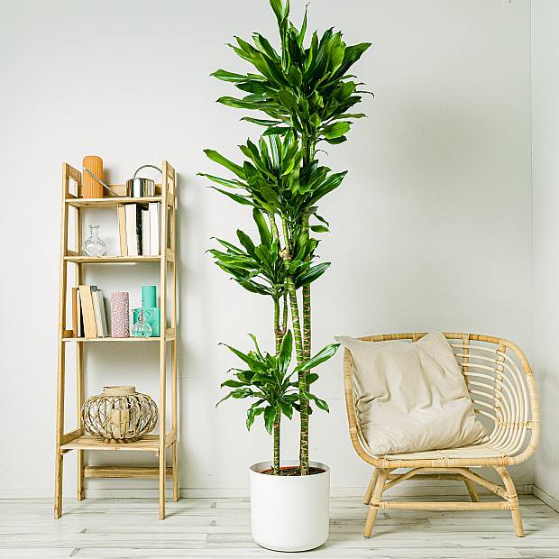 Dracaena Fragrans - Zierpflanze