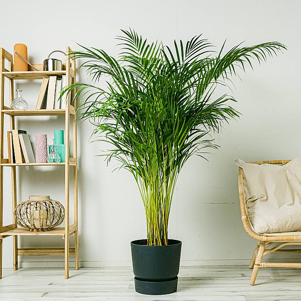 Areca Palm