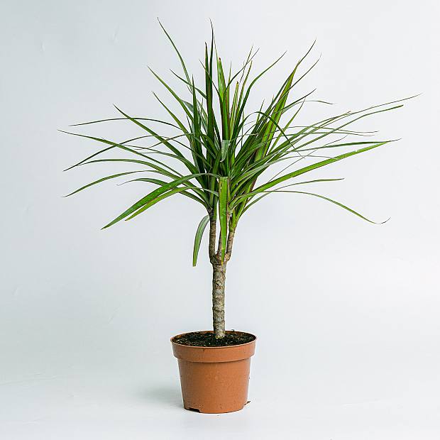 Dracaena Marginata - Planta resistente