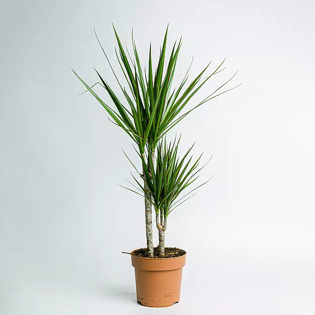 Dracaena Marginata - Pianta resistente