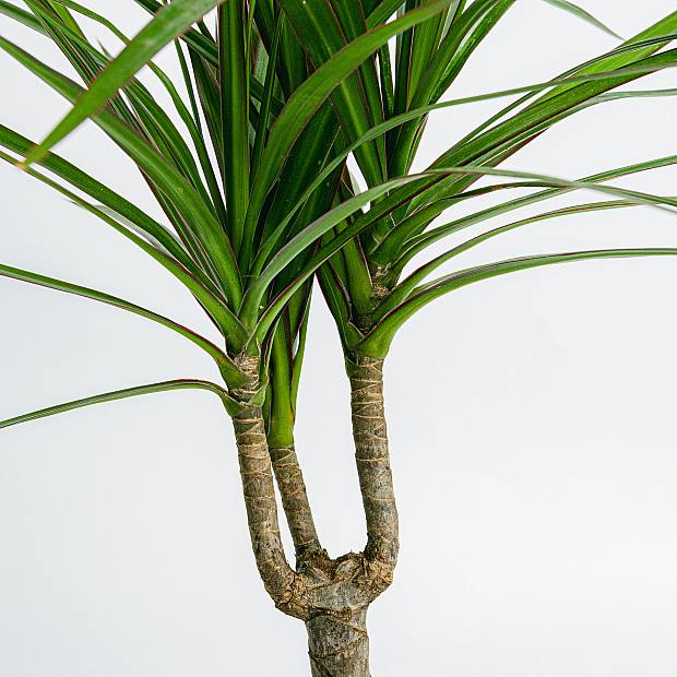 Dracaena Marginata - Härdig växt