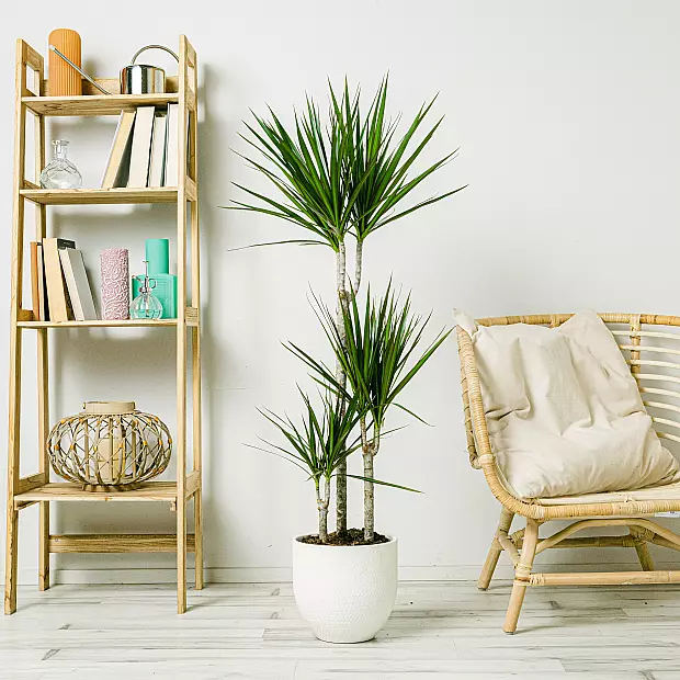 Dracaena Marginata - Härdig växt