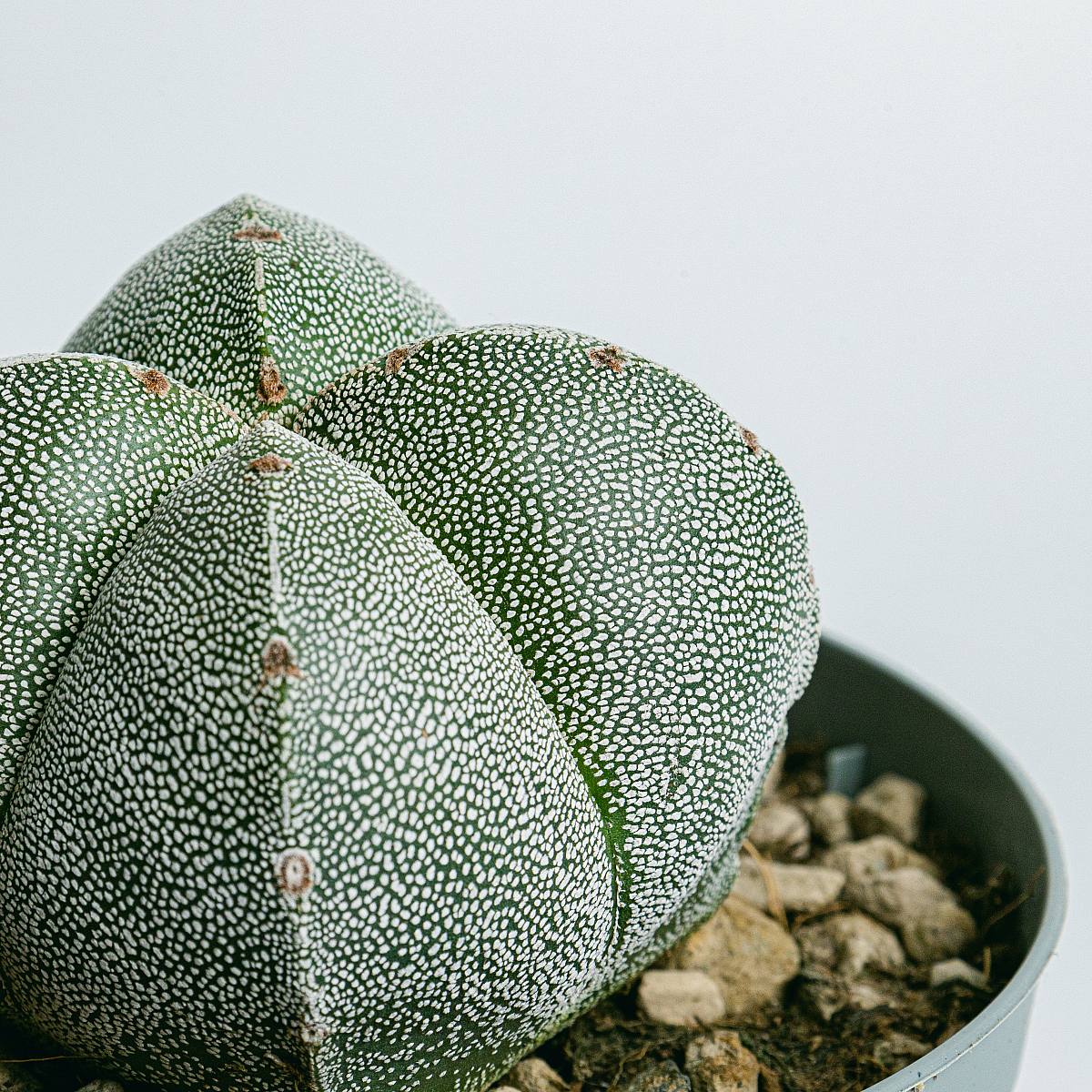 Astrophytum