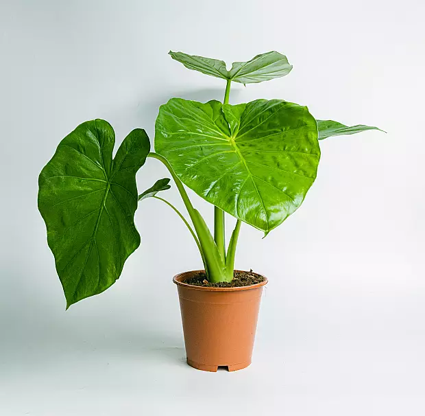 Alocasia Macrorrhizos