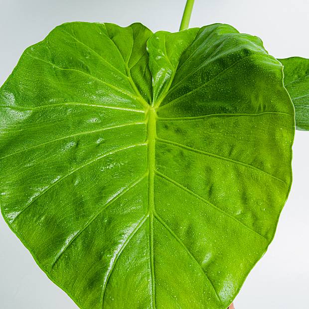 Alocasia macrorrhizos