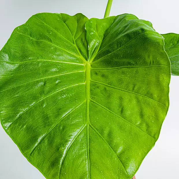 Alocasia Macrorrhizos