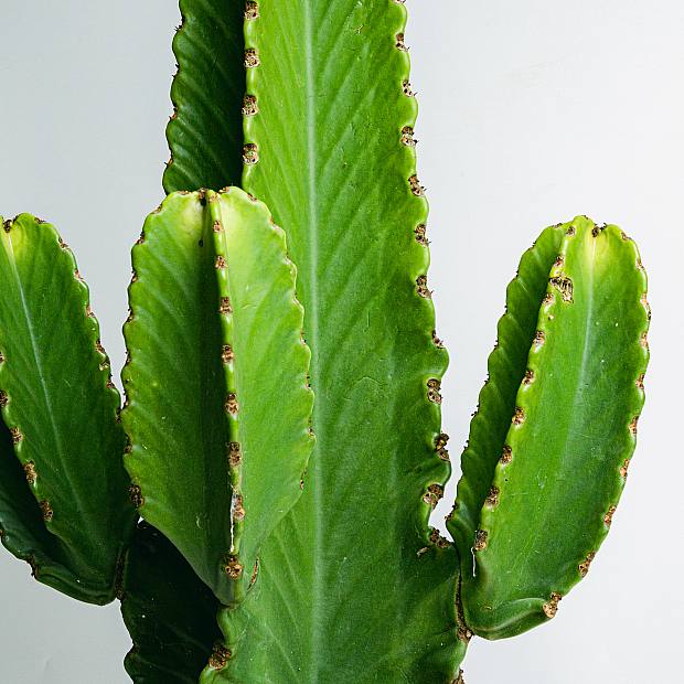 Euphorbia Ingens