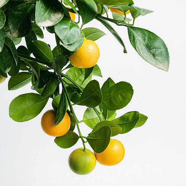 Calamondina de Citrus