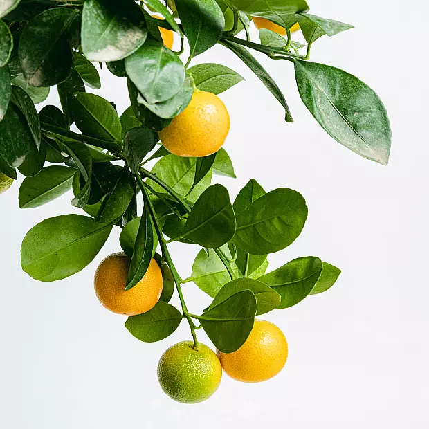 Citrus Calamondin