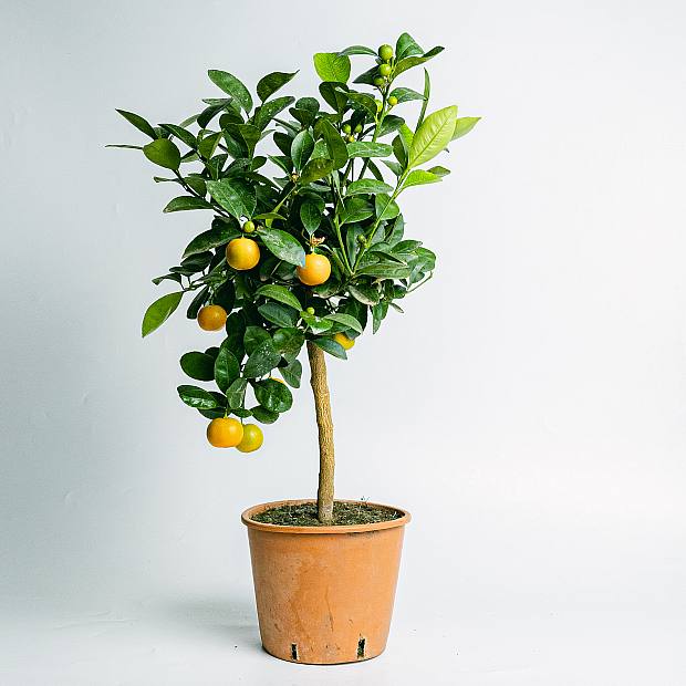 Citrus Calamondino