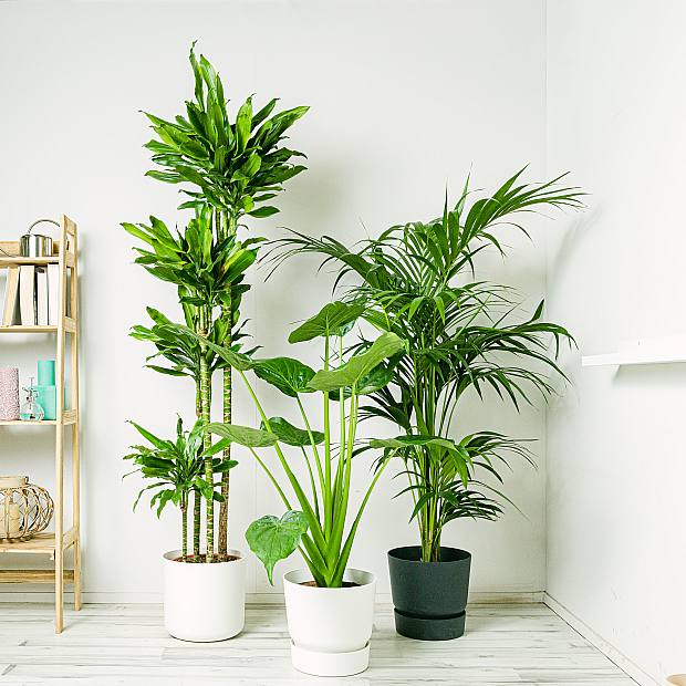 Large plants