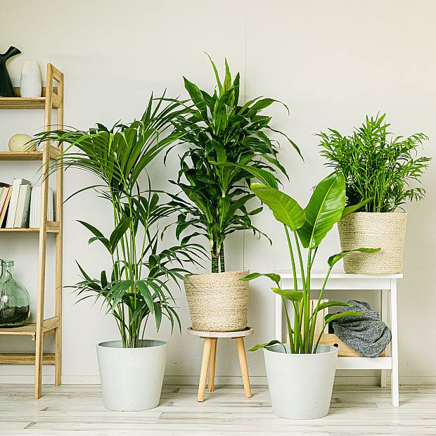 Comprar plantas online