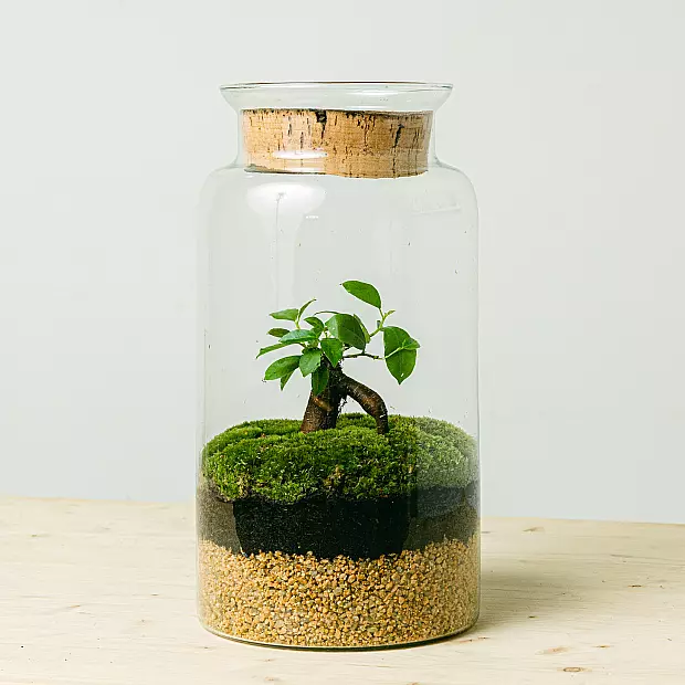 Terrarium Eco