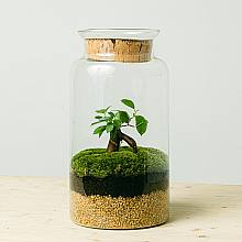 Terrarium Eco related pic