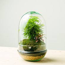 Terrarium Aspa natura related pic