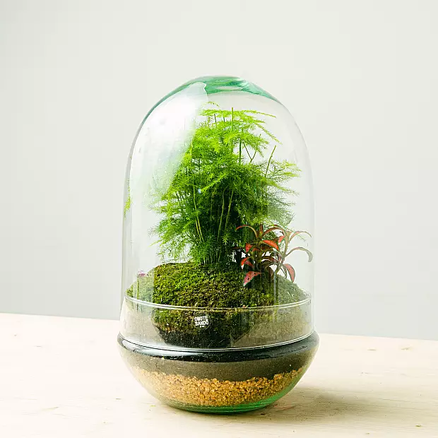 Terrarium Aspa natura