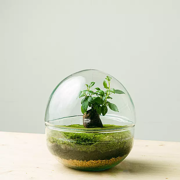 Terrarium Oasis mini