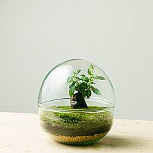 Terrarium Oasis mini related pic