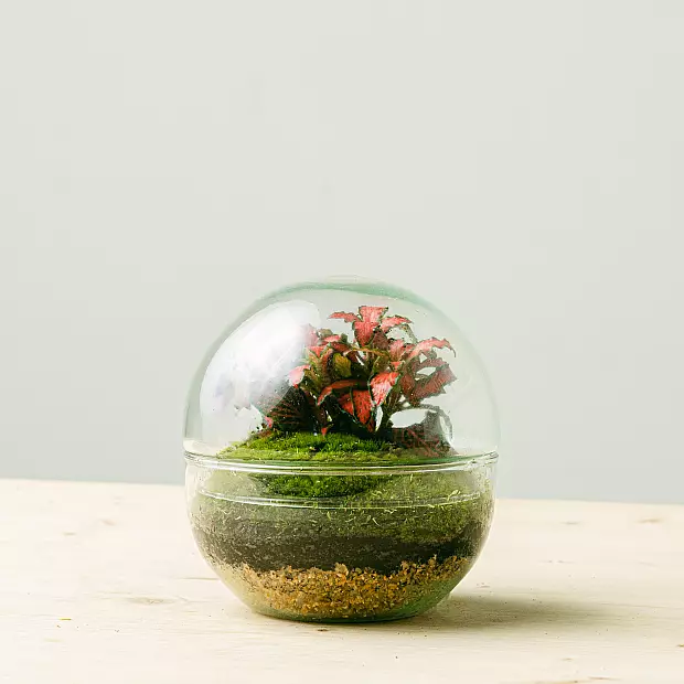 Terrarium à bulles