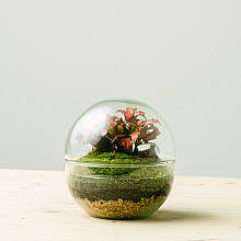 Terrarium Bubble